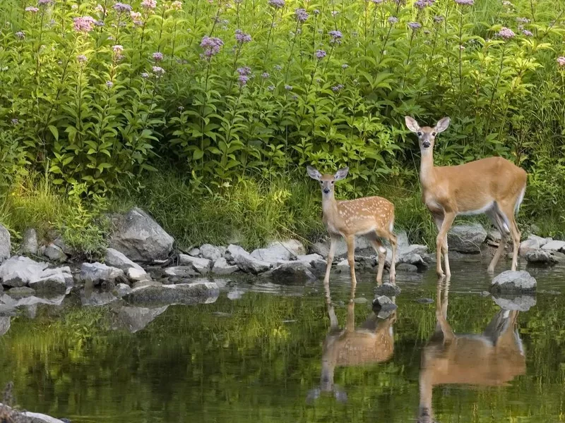 Whitetail deer doe and fawn