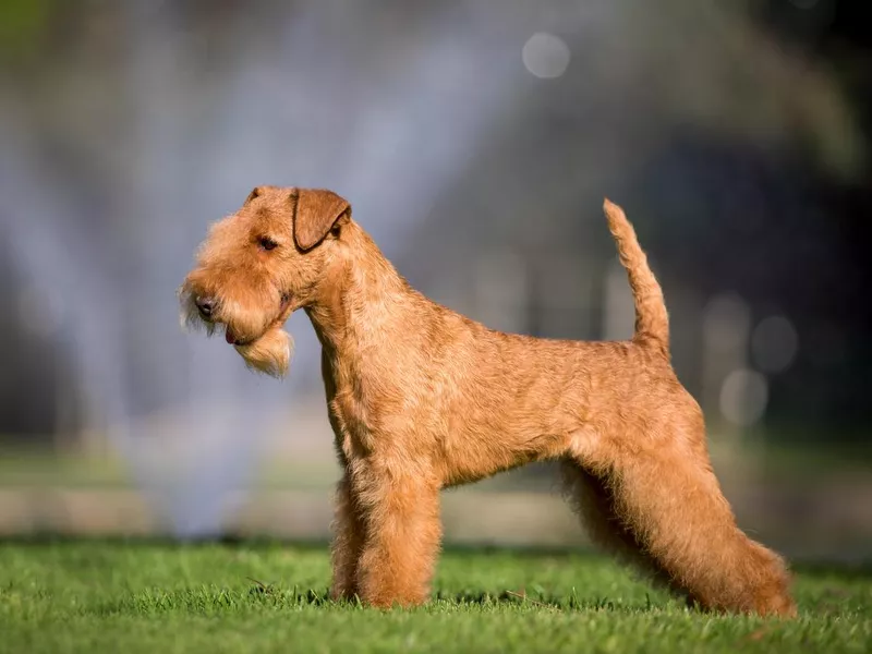 Lakeland Terrier