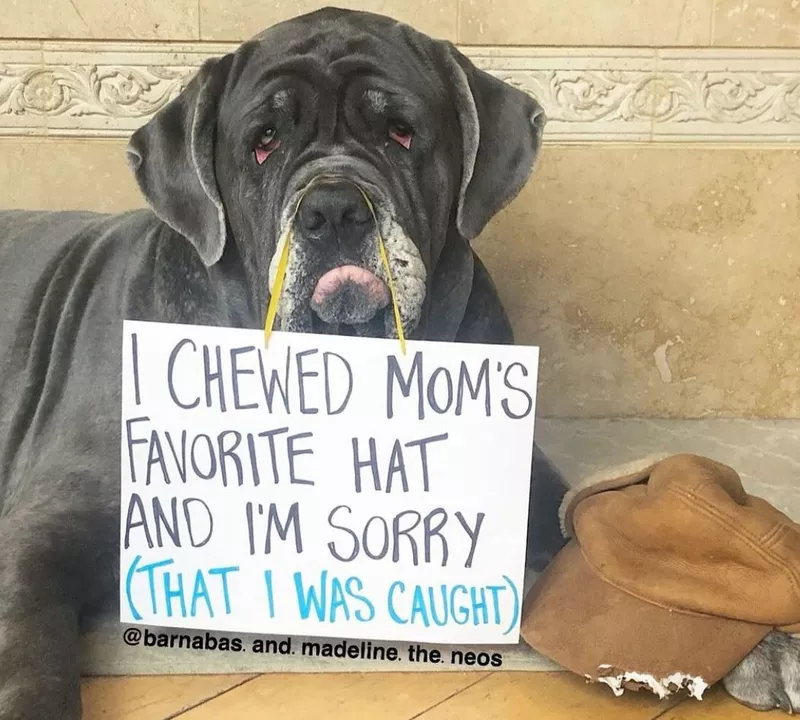 Neapolitan Mastiff at hat