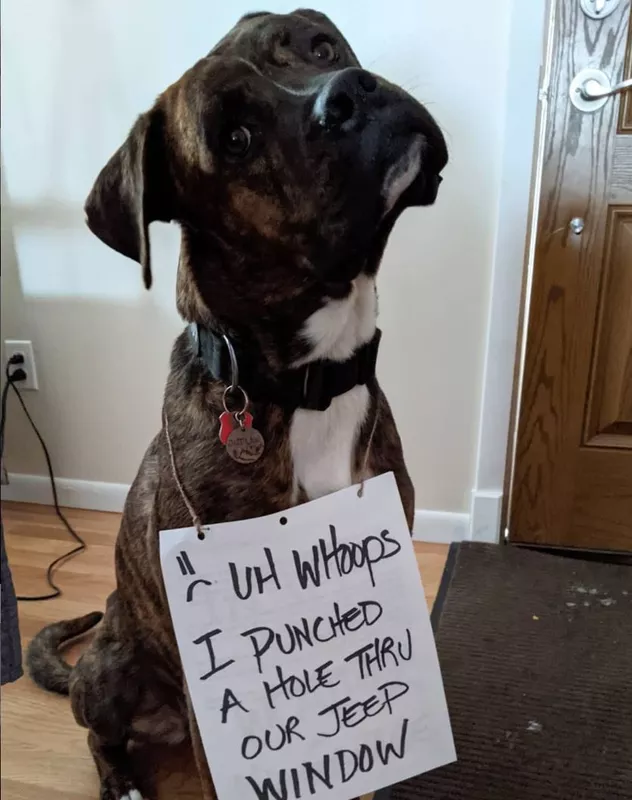 Pitbull boxer mix