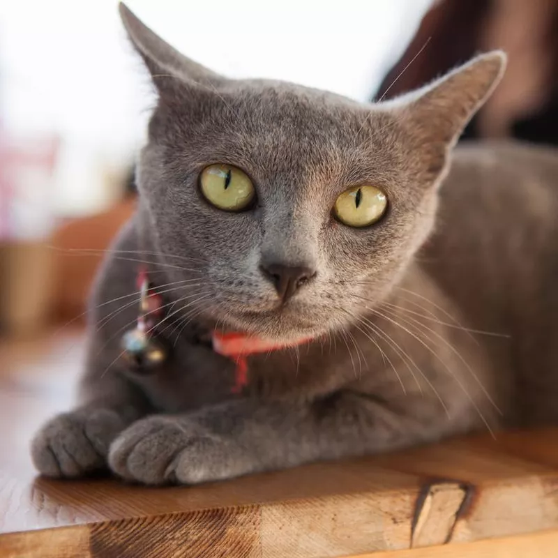 Korat