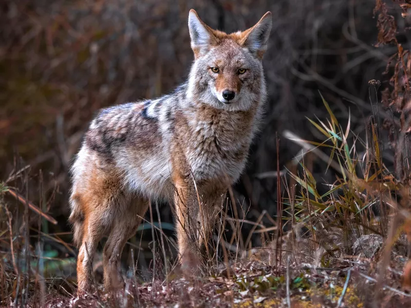 Wild coyote out in nature