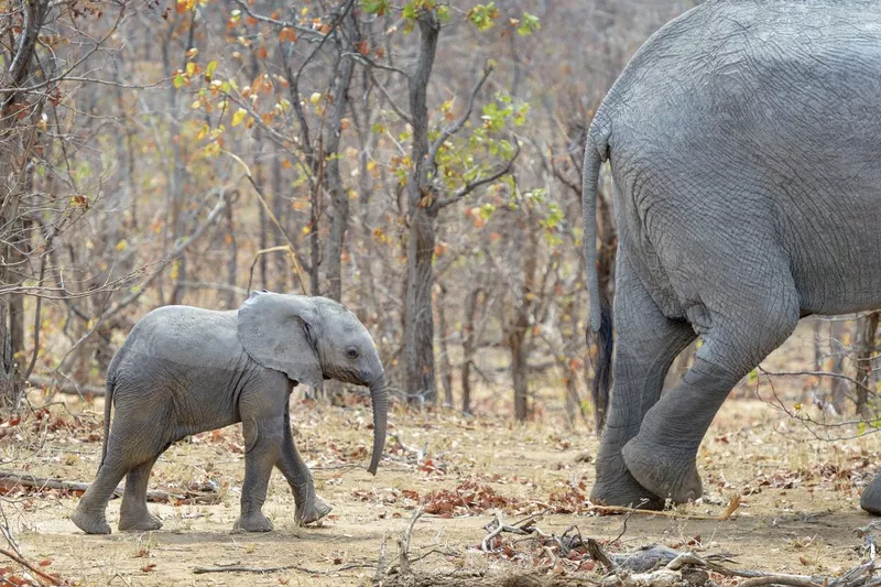 Baby elephant