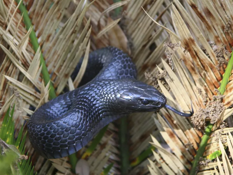 Eastern Indigo Snake