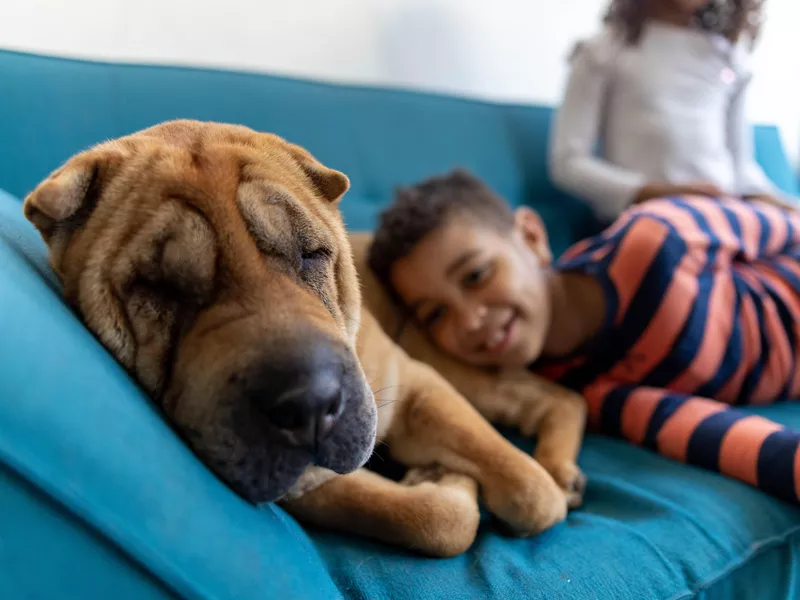 Sleepy dog surrounded by family