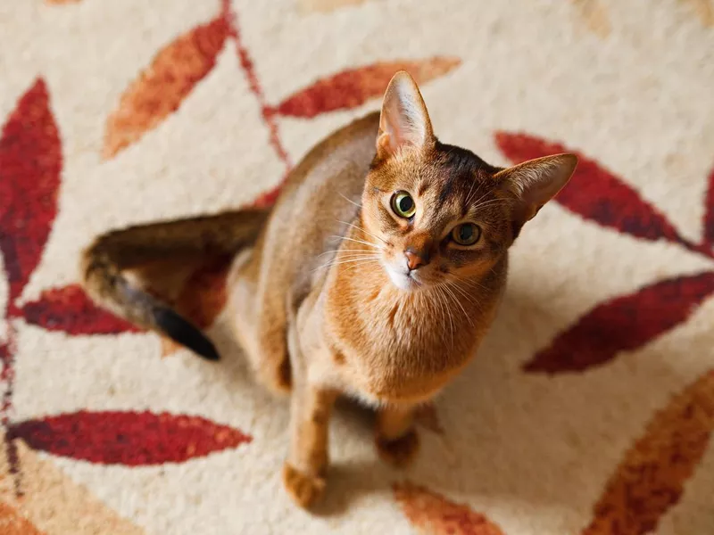 Abyssinian cat
