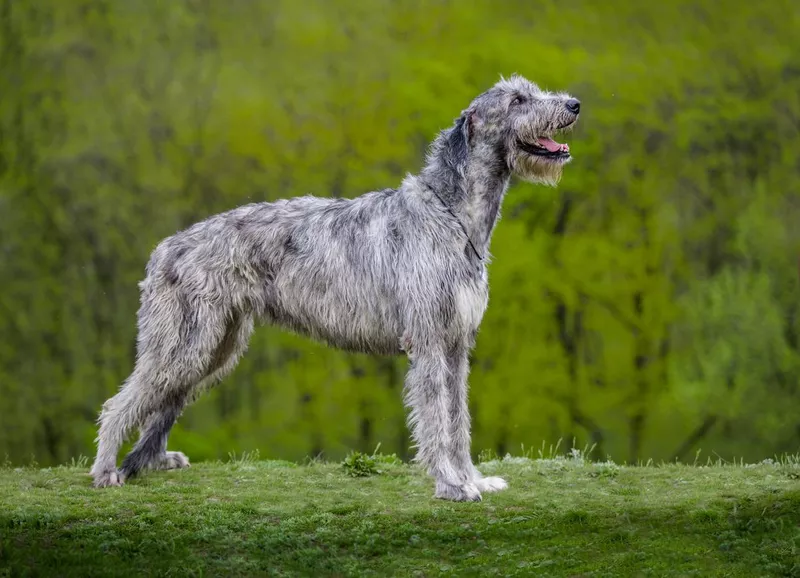 Irish Wolfhound