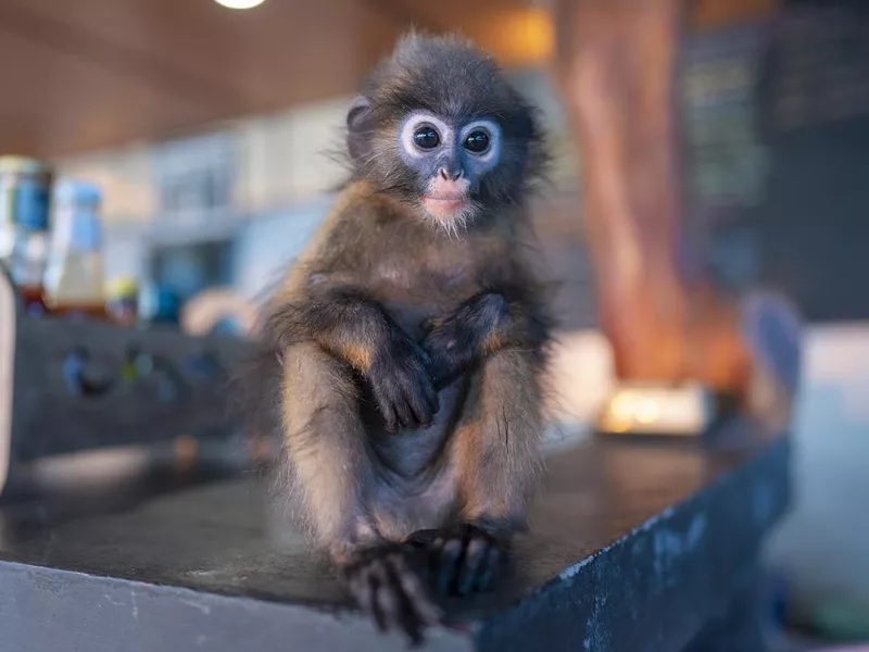 monkey is sitting in beach cafe