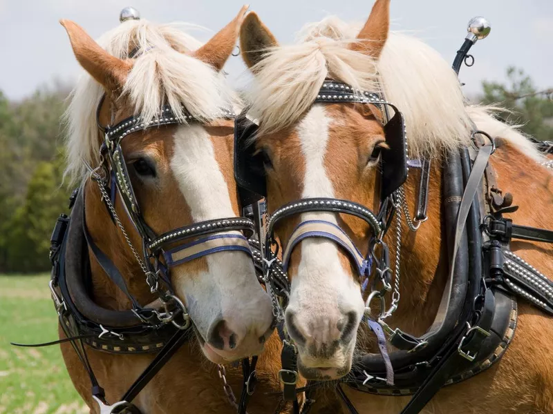 Two Draft Horses