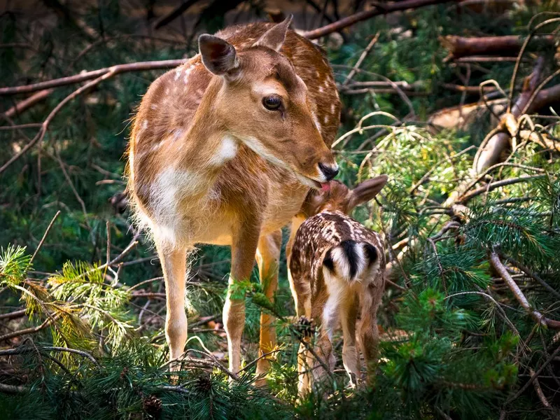 Fallow deer doe with suckling fawn