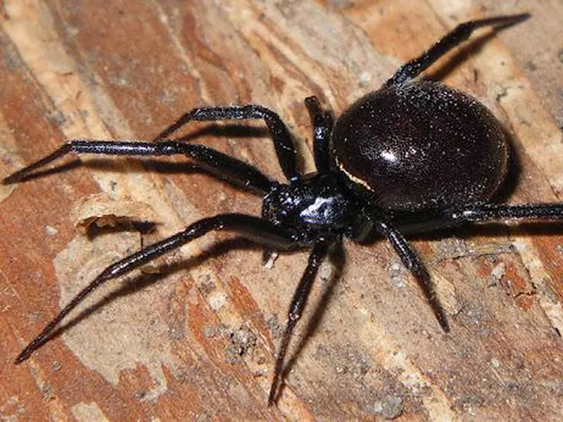 Cupboard Spider