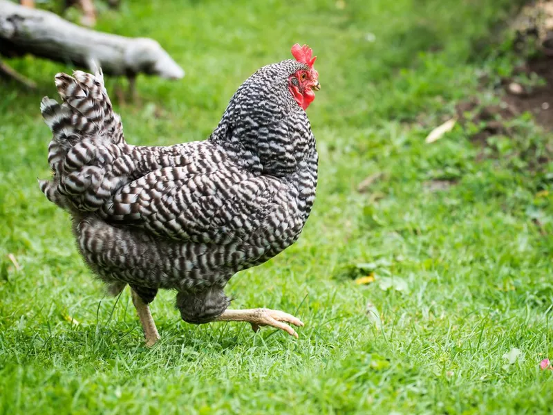 Free Range Dominique Chicken