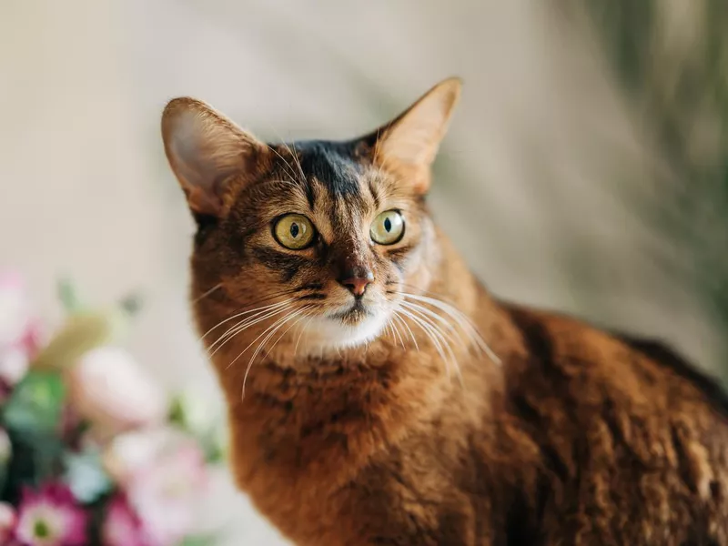 Beautiful red cat close up portrait sitting next to beautiful flowers bouquet