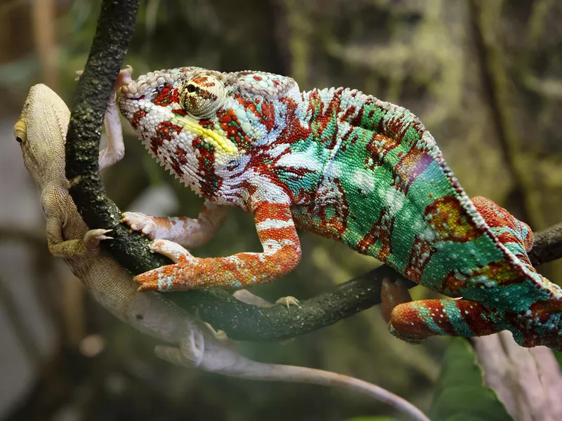 Panther chameleon