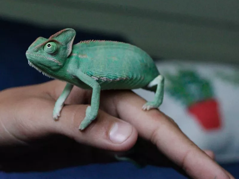 Chameleon
