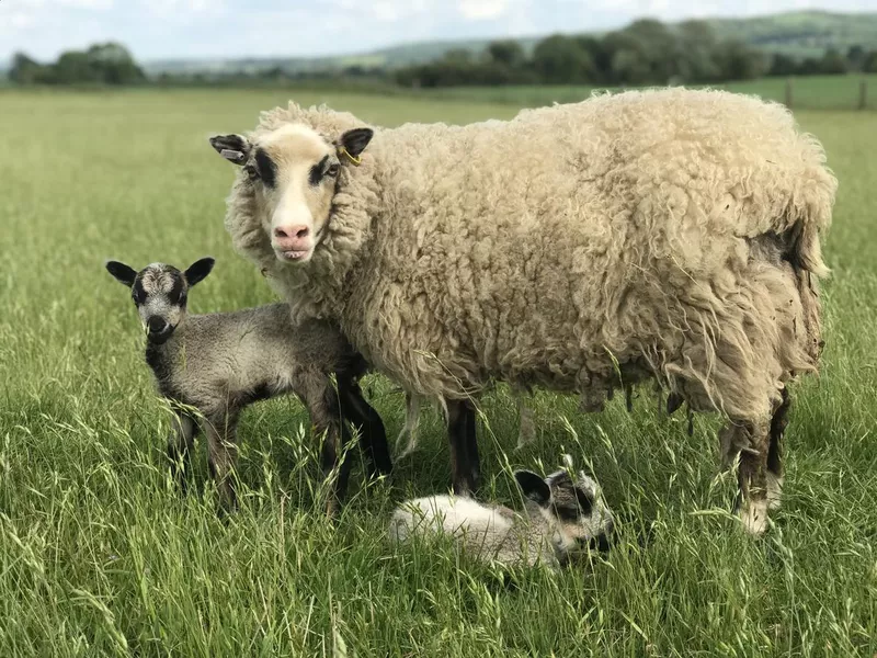 Shetland ewe Sheep Lambs