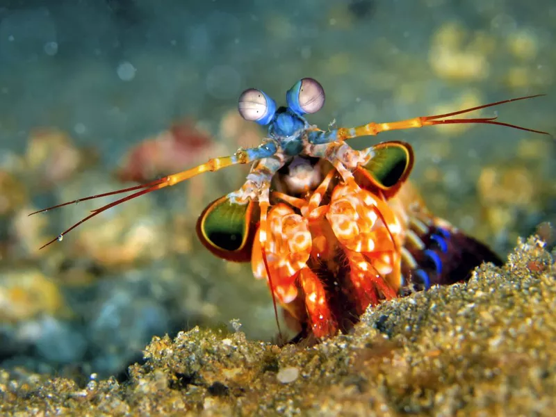 Mantis Shrimp, Peacock Mantis, Lembeh, North Sulawesi, Indonesia