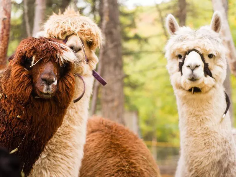 Domestic Llama Group