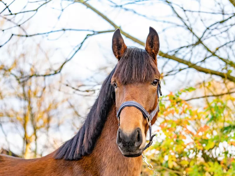 Dutch Warmblood