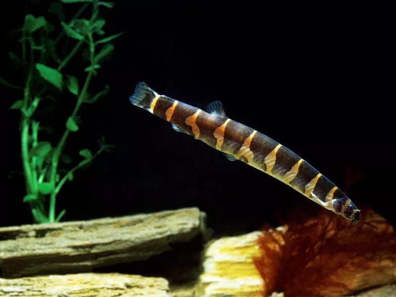 Kuhli Loach
