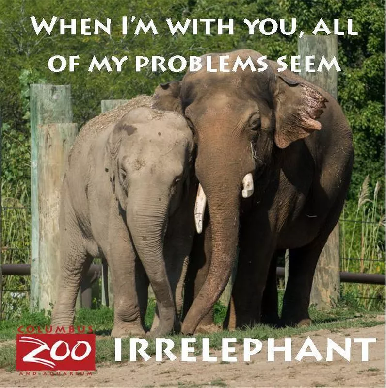 All my problems are irrelephant meme
