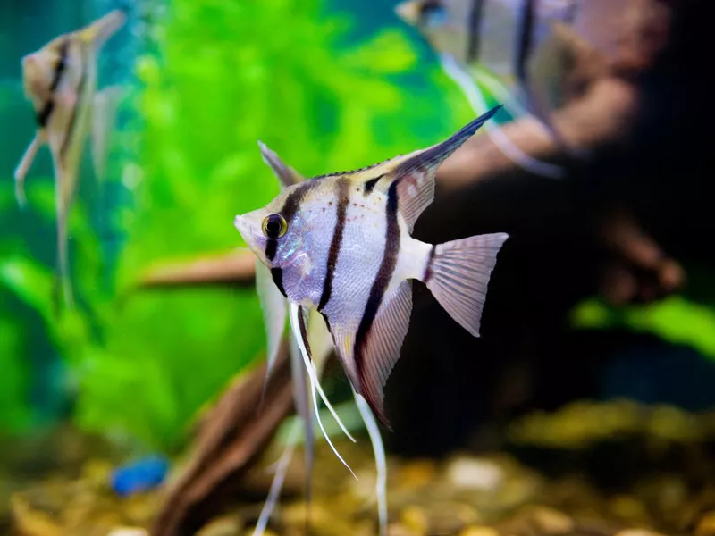 Angelfish