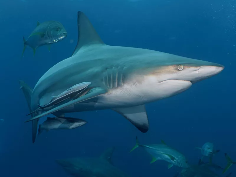 a large shark and a group of small fish swimming together