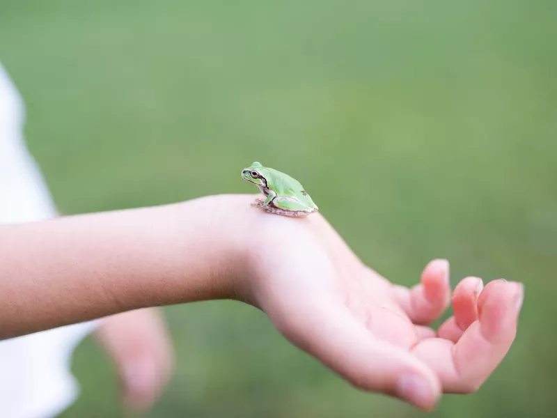 Child's hand catching a frog