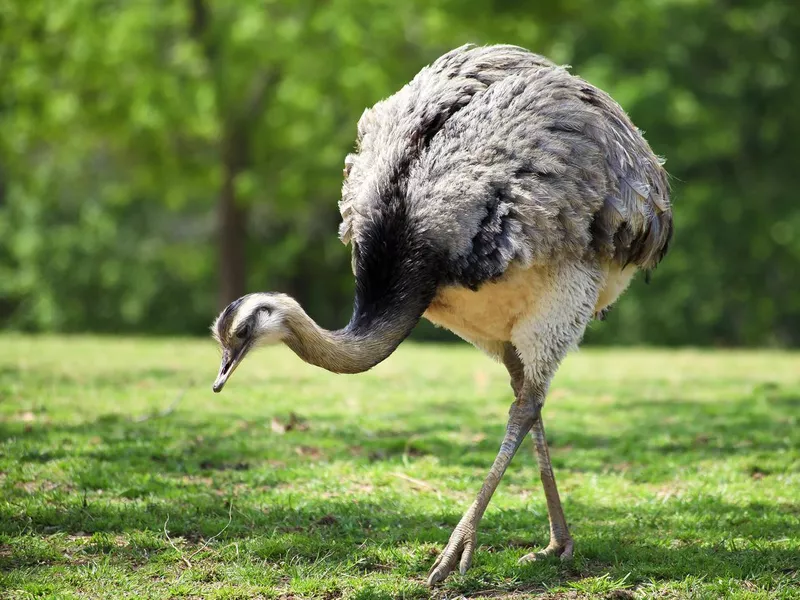 Rhea Bird