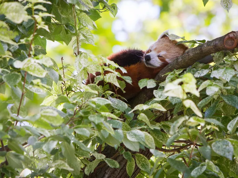 Red panda sleeping in a tree