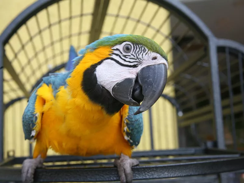 Close up of a Macaw