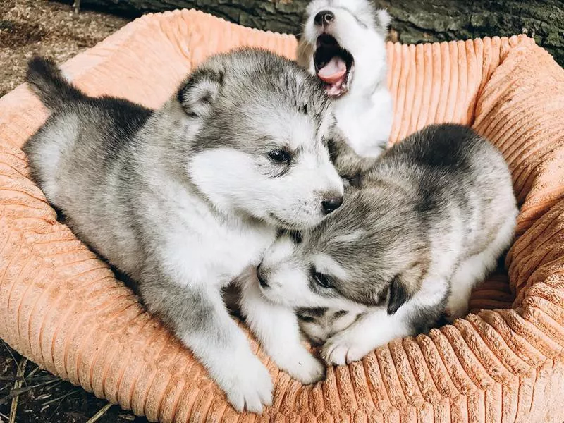 malamute