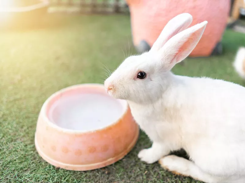 Rabbit in the garden at farm