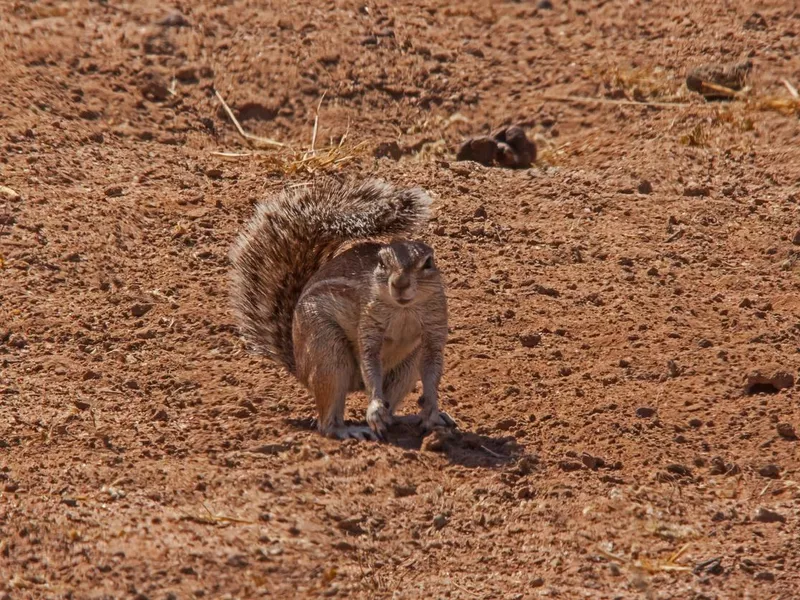 Cape Ground Squirrel