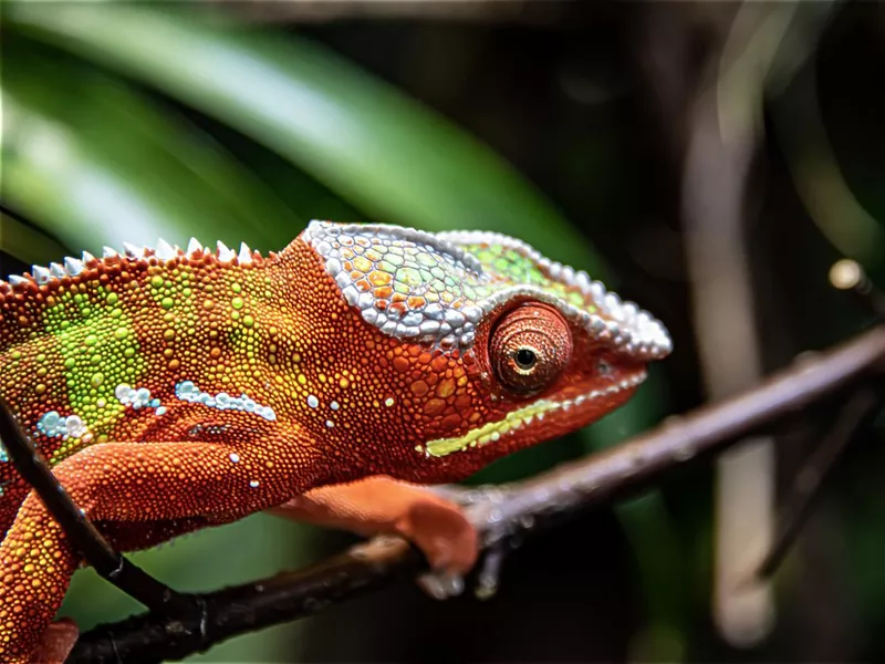 Chameleon