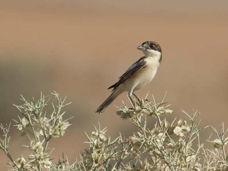 Woodchat Shrike