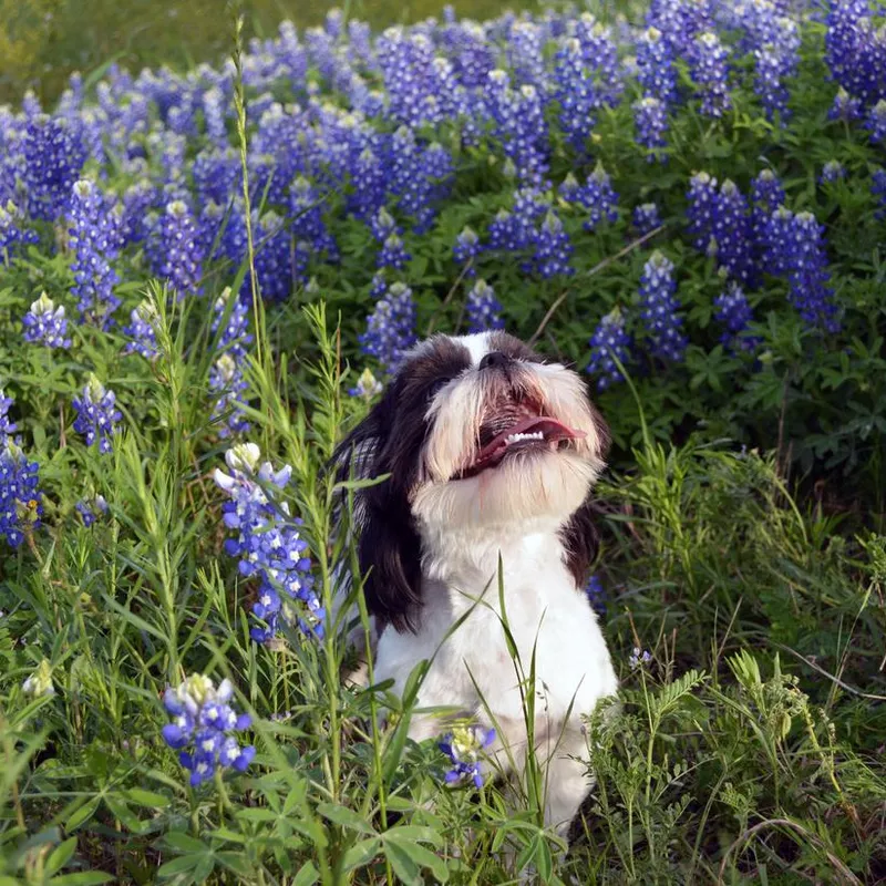Shih Tzu in Flower Field