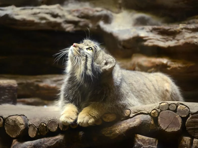 Pallas Cat