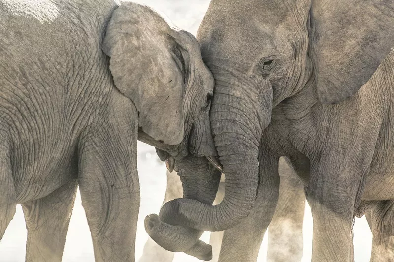 Elephant hug