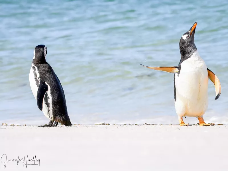Penguins