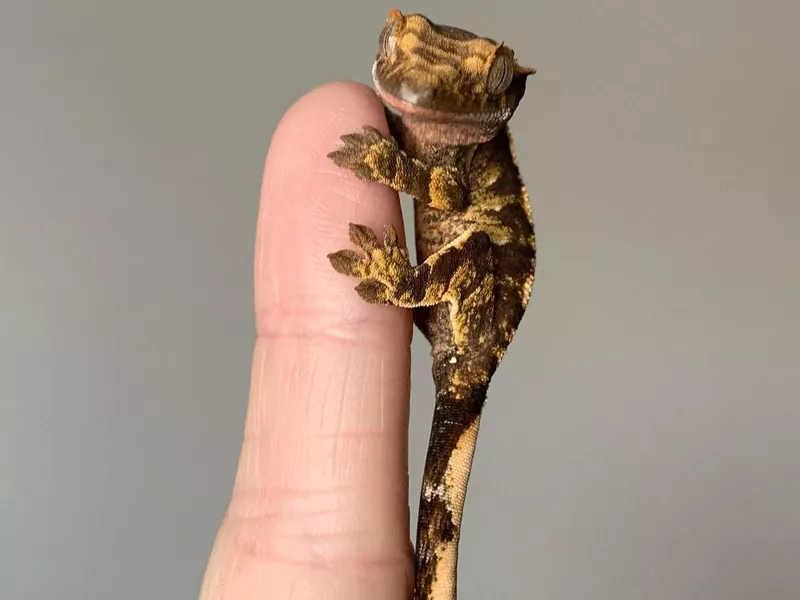 Crested Gecko