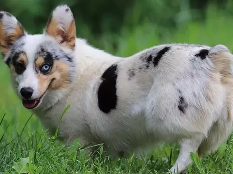 American Corgi breed