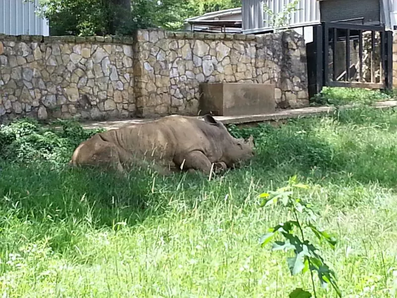 Sleeping rhino at the Jackson Zoo