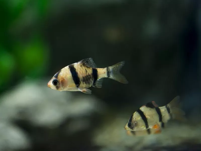 Tiger Barb