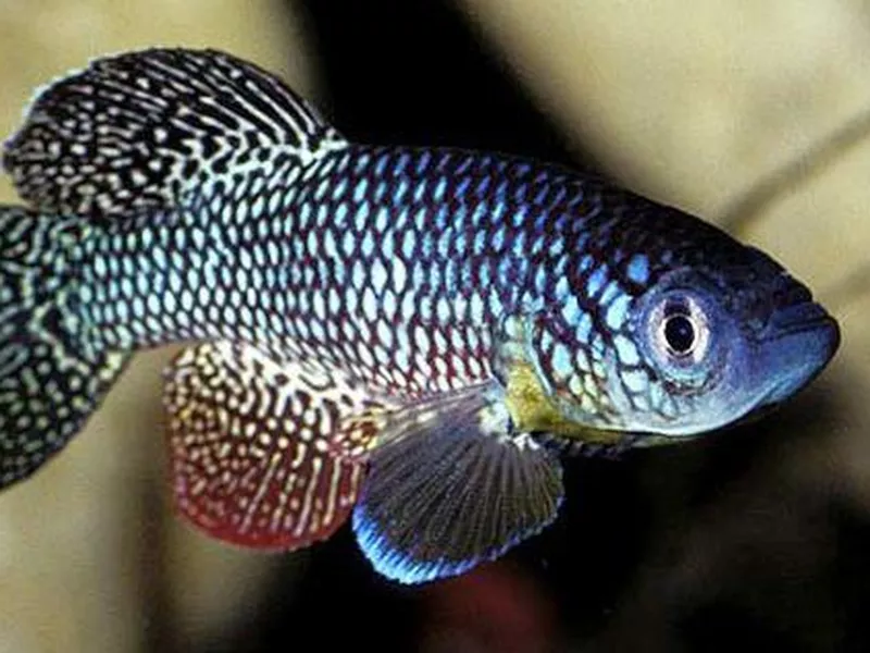 African Turquoise Killifish
