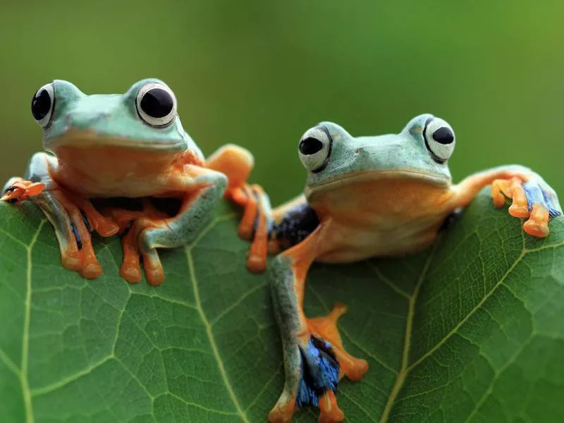 frog