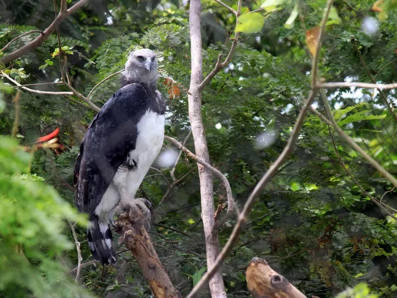 Harpy Eagle sitting in a tree