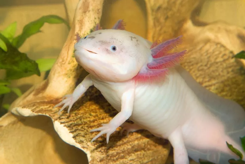 Underwater Axolotl eggs