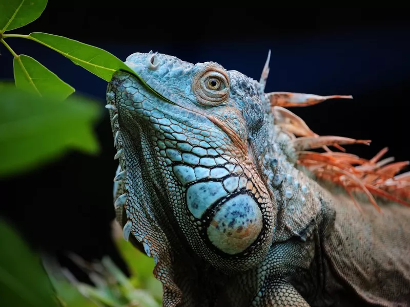 green iguana