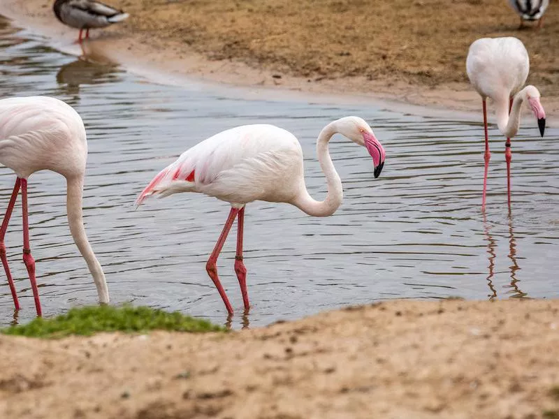 Flamingoes